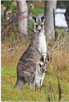 Kangaroo