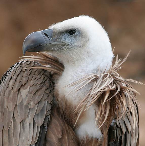 vulture