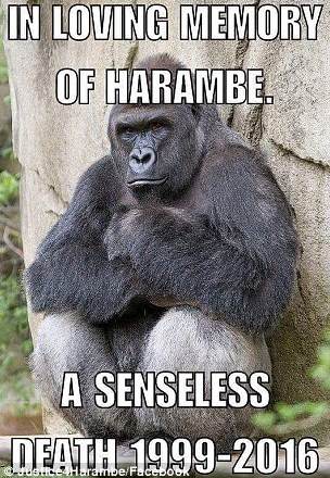 Harambe